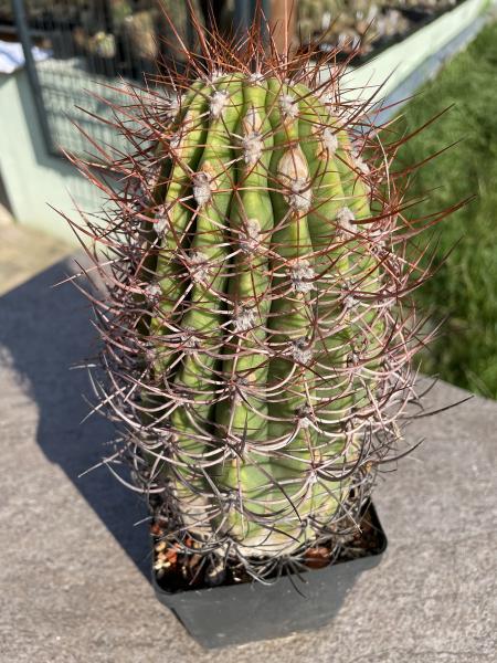 Denmoza rhodacantha